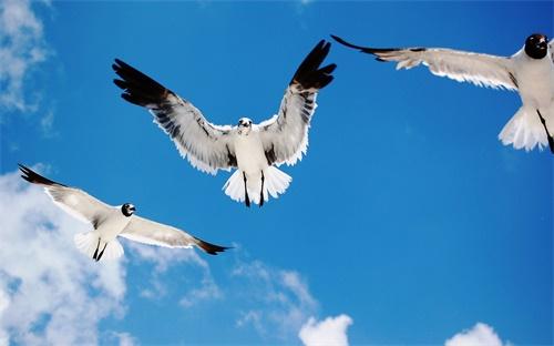搞笑GIF:美国国鸟白头鹰的求偶姿势，空中的牵手