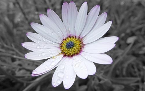 爱上养花，不如养盆“花中佳品”紫龙献爪，紫气飘逸，美妙出奇