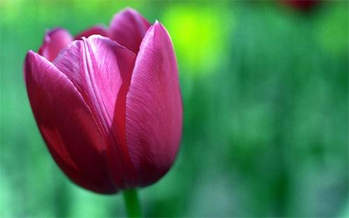 在春天适合养花的季节，选购花卉时注意这5点，选择花草不犯难