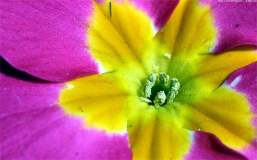陶渊明的菊花：秋菊有佳色，裛露掇其英