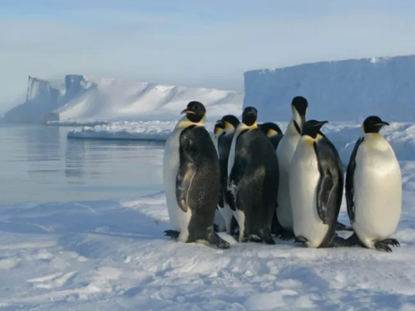 卫星图中的粪便污迹揭示南极帝企鹅新栖息地