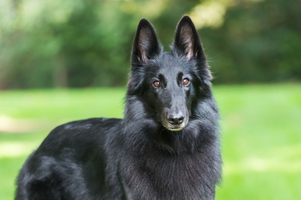 比利时黑色牧羊犬(12种最适合懒人养的狗狗)