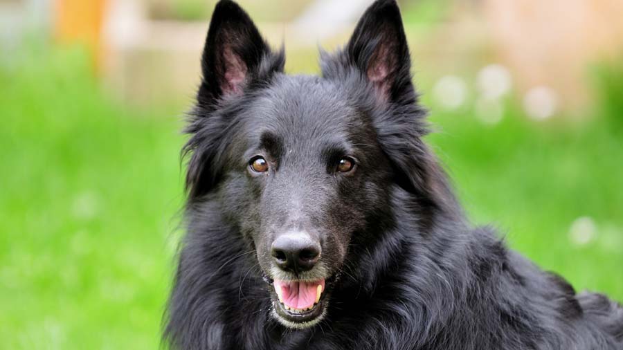 比利时黑色牧羊犬(12种最适合懒人养的狗狗)