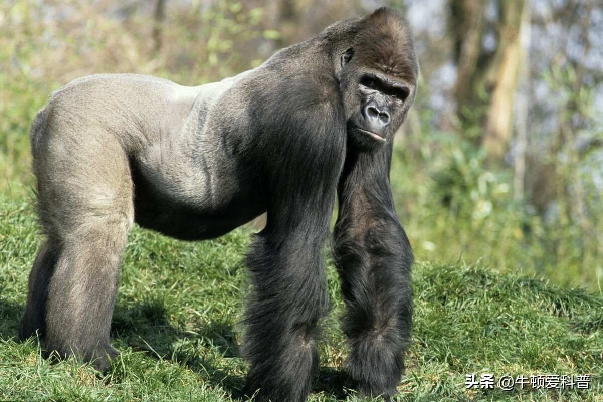 大猩猩金刚的寿命有多长 大猩猩金刚长什么样
