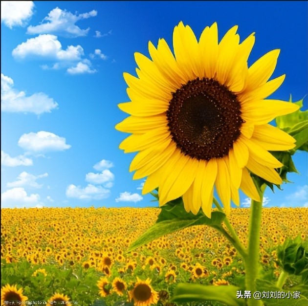 怎么可以长头发 17岁头发稀疏怎么恢复