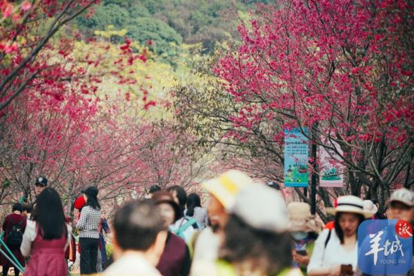 中国可以种樱花树吗